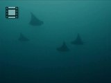 Mantas
